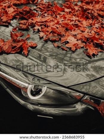 Portrait of Autumn Leaves Scattered Over Car Bonnet Hood