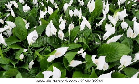 Many Peace Lily plants bloomed together. Royalty-Free Stock Photo #2368685941