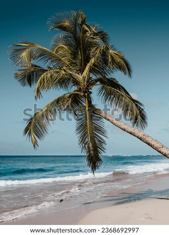 A photo showing a coconut tree in front of the sea with waves hitting the beach.