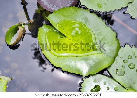 The water is on the lotus leaf, the shape of the water is heart-shaped, and there is a lotus basin and water. It is a beautiful picture of the nation.