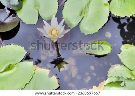 Beautiful white lotus blooms in a lotus basin and has green lotus leaves and water. It is a beautiful picture of the nation.