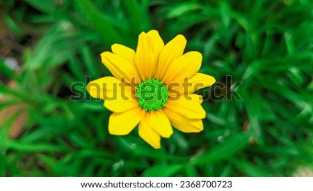 beautiful picture of a yellow flower in my apartment's garden in Los Angeles 