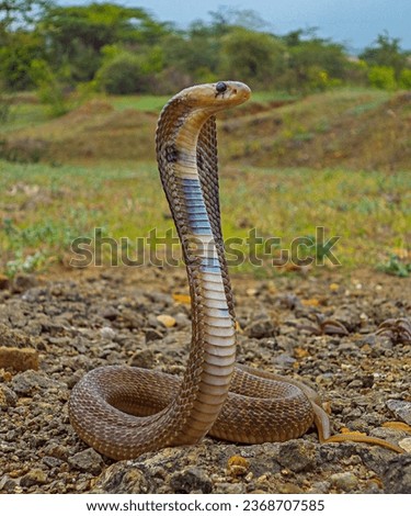 A beautiful attractive venomous king cobra snake picture. The film captures the scene of the king cobra picking up the snake's fangs. Filming time 20.2023.