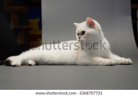 A portrait of a five months old British cat with color "golden chinchilla point" aka "black golden shaded pointed" or BRI ny 11 33