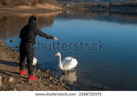 swans feed on the shore of the pond
