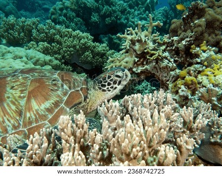 A Green Sea Turtle resting on corals Apo Island Philippines