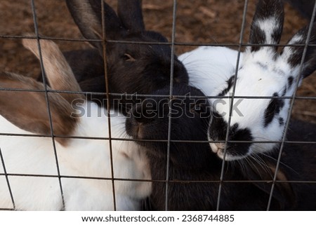 Rabbits of different colors in a cage.