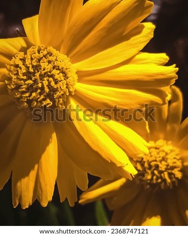 Macro photo of wild yellow flowers in Indonesia which we usually call the Kipahit Flower (tithonia diversifolia)