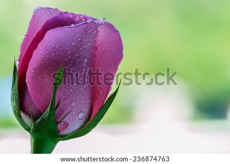 Pink rose with water drops on a soft background.