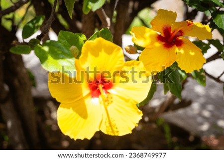 yellow hibiscus. Shrub with hibiscus flowers bathed in sunlight. 