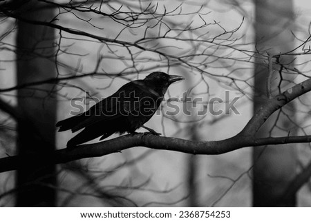 Silhouette of a Crow sitting on branches