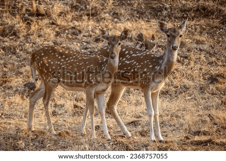 Pair of Spotted dear Chital standing under the forest of Sasan Gir. Royalty-Free Stock Photo #2368757055