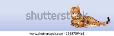 Bengal domestic cat with a plush mouse on the background. Copy space.