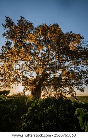 The sun rises like a many-petaled flower above the foliage of a hundred-year-old banyan tree, a banyan tree with young red leaves in Lam Ha, Lam Dong, Vietnam.