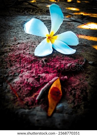 Beautiful Plumeria Alba Flowers Blooming in the Earth High Resolution Photo