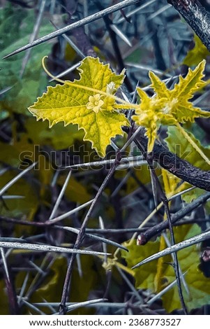 A high-resolution stock photo of yellow leaves of Cucumis maderaspatanus with thorns, isolated on a white background. Ideal for use in plant photograph and science research.