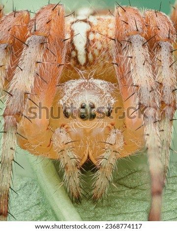 Portrait of an hairy orange spider (European garden spider or Cross Spider or Cross Orbweaver or diadem spider, Araneus diadematus) Royalty-Free Stock Photo #2368774117