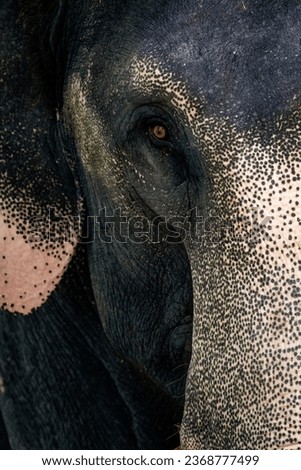A picture of Asiatic elephant from kerala