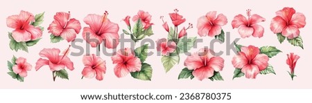 Set of Watercolor Hibiscus Flower Illustration Vector. A captivating collection of watercolor hibiscus flower illustrations in vector format