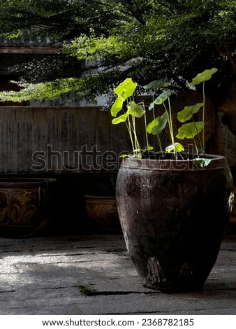Lotus in a pot in a garden
