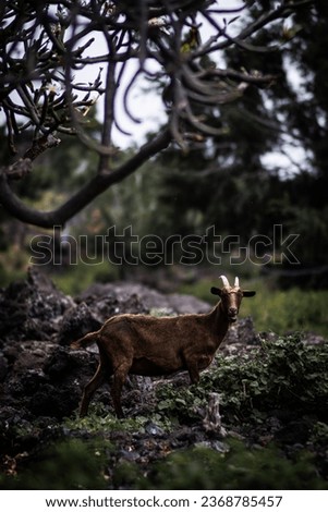 A goat in the wild on Big Island in Hawaii