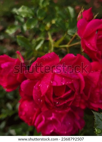 Pink and purple roses grow on a background of green grass