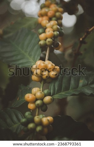 Organic arabica coffee beans agriculturist in the farm. harvesting Robusta and arabica coffee berries, Worker Harvest arabica coffee berries on its branch, harvest concept.