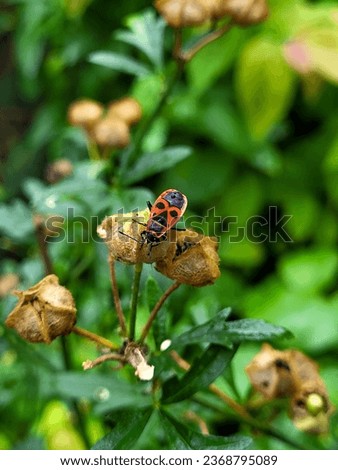 Red black beetle sits on a plant against a background of green grass