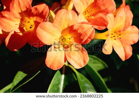 The close-up Picture of Rhododendron Vireya flowers with the bright orange and green colors mixture together.