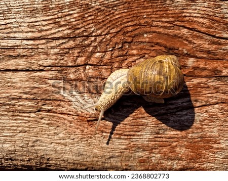 A large grape snail crawls on a wooden table