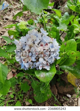 A picture of Hydrangea Macrophylla taken in a wild located in Bandung, Indonesia
