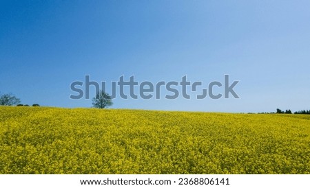 beautiful green and yellow field in summer with one tree