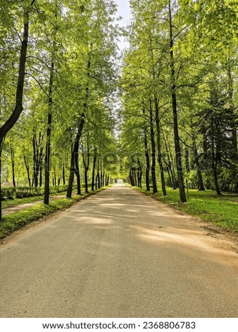 An alley of trees passes through a couple in the middle of an asphalt road