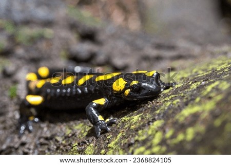 Fire salamander on moss in the forest