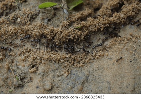                        A medium Shot of Colony of Capenter ant walking on a wet ground along a part         Royalty-Free Stock Photo #2368825435