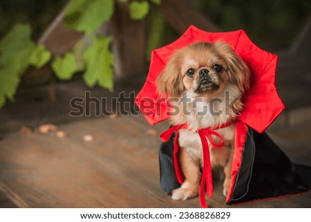 Nice little golden dog in black - red cloak. Halloween party ideas. Pets lifestyle