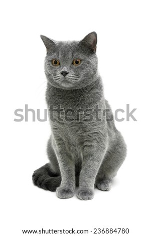 gray cat isolated on white background. vertical photo.