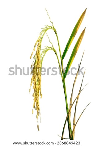 Golden rice plant close-up isolated on white background with clipping path
