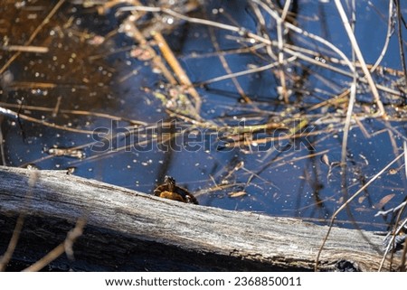 Painted Turtle (Chrysemys picta) Peeking over a Log