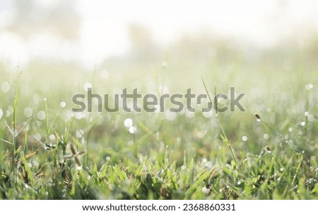 Grass in sunlight.Dew and bokeh on light green fresh wet greens in morning. 
