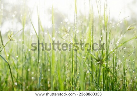 Grass in sunlight.Dew and bokeh on light green fresh wet greens in morning. 
