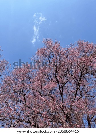 Cherry blossoms, lots of pink flowers and a clear sky.
