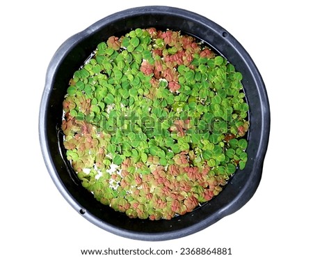 black basin contains Red Root Floater aquatic plant, grow cover all water surface