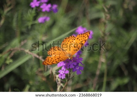 Spotted butterfly in the nature.