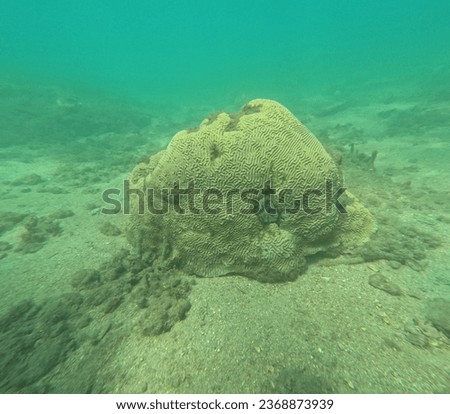 Stony coral on the ocean floor in Santa Marta's coast