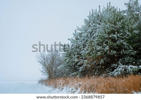 Beautiful scenery of a winter forest