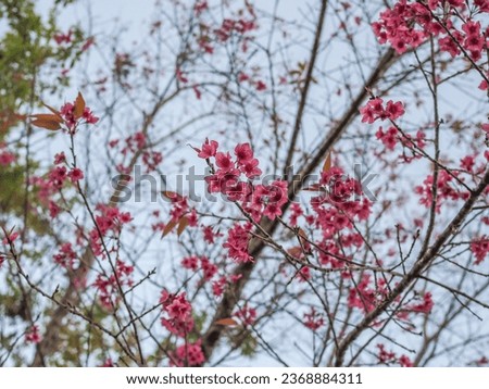 Prunus cerasoides or Nang Phaya Suea Krong flower is popularly called "Thai cherry blossoms". Beautiful pink blossom on sky background.