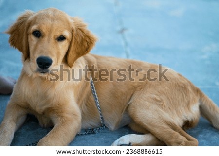 Cute puppy with blurry background