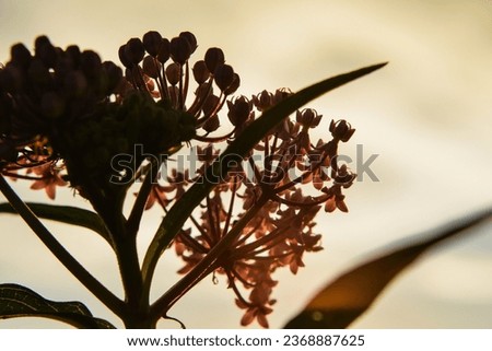 Pretty swamp milkweed (Asclepias incarnata) silhouetted against the sky perfect for nature backgrounds