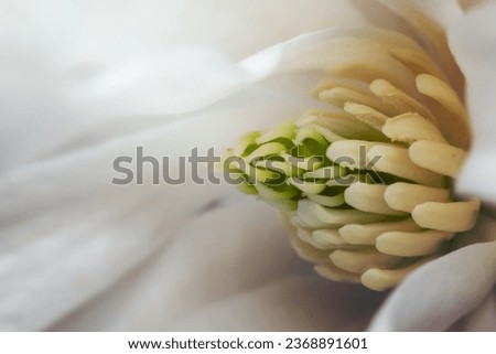 Close up shot of internal details of white Magnolia flower..